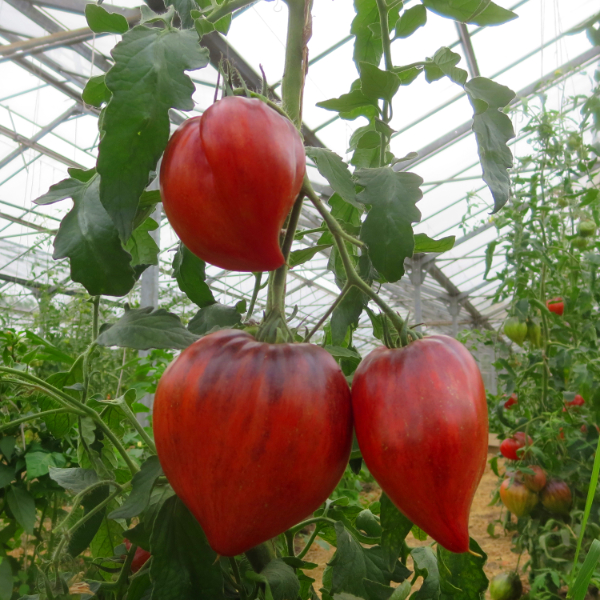 Rote Herzförmige Prachtvolle Bio Tomate
