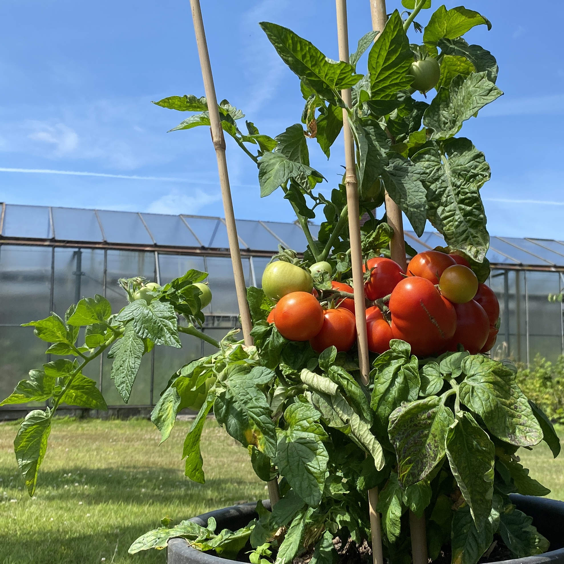 Tomatensaatgut Hoffmann's Rentita