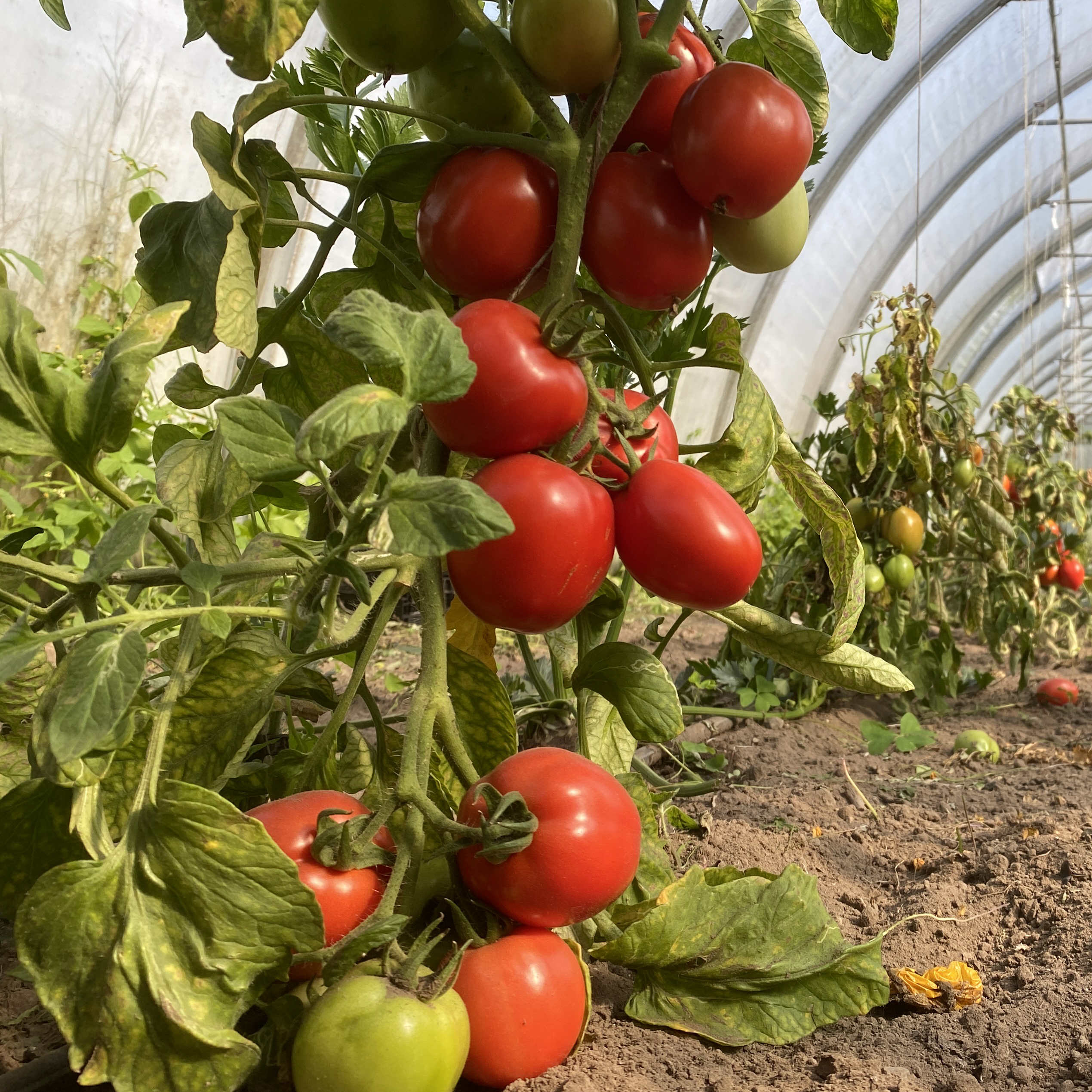 Tomatensaatgut Health Kick