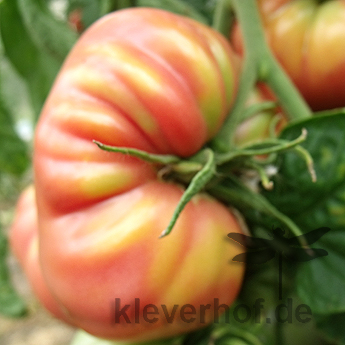 Rosa Bio Tomate mit wundervollem Geschmack