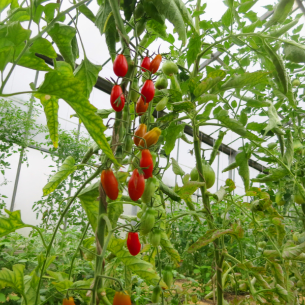 Tomatensaatgut Italienische Dattel