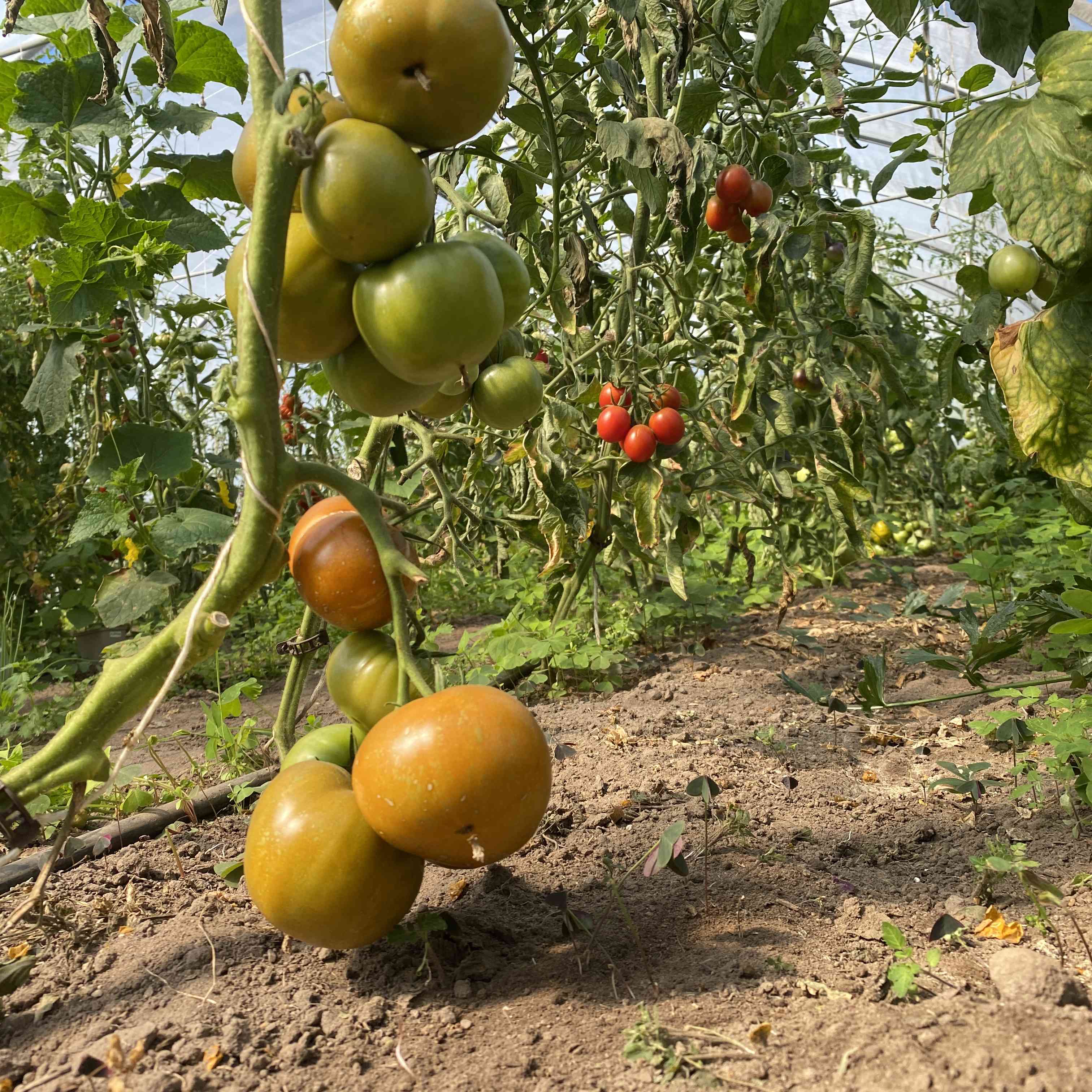 Tomatensaatgut Kiwani