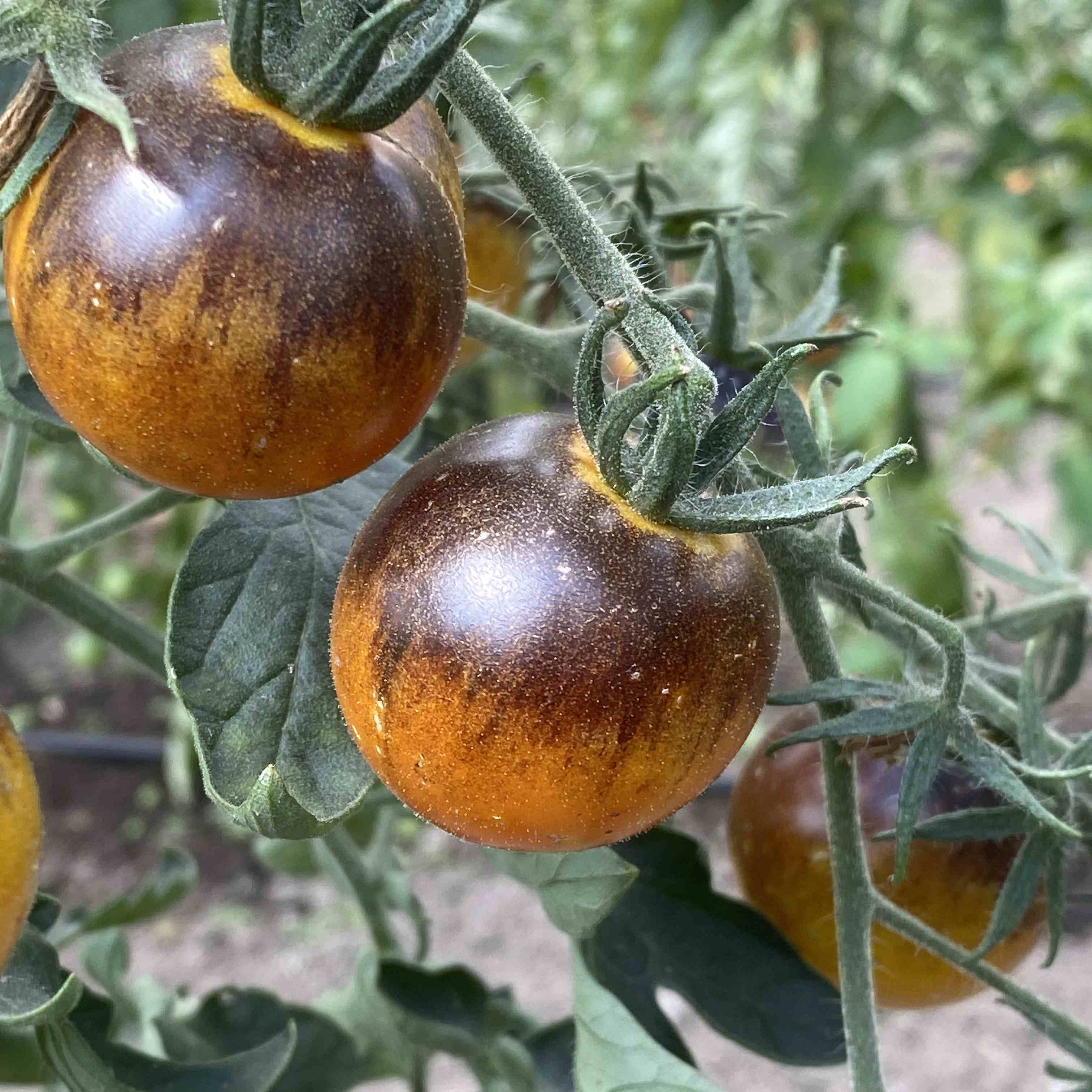 Tomatensaatgut Elberta Leeway