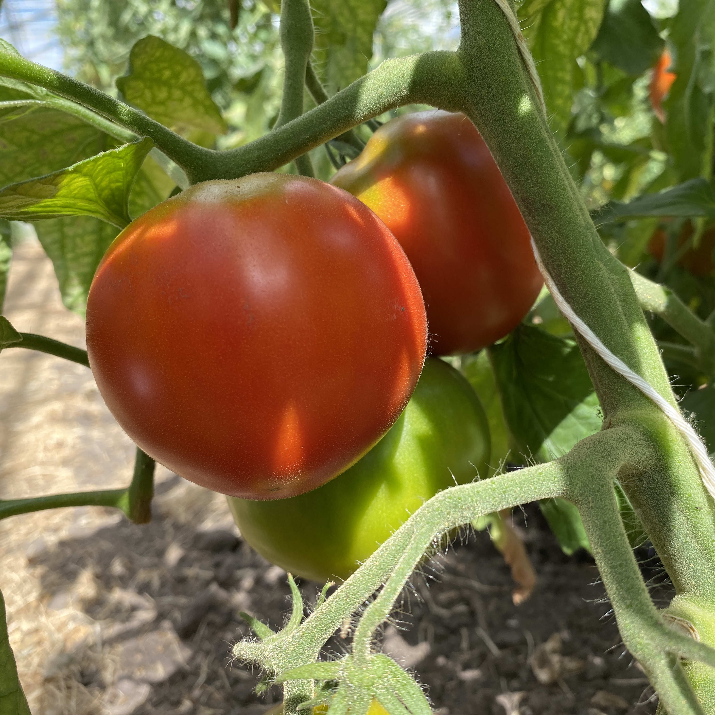 Tomatensaatgut Pont de Vaux