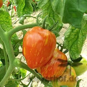 Orange Tomatenvielfalt mit Gelben Streifen