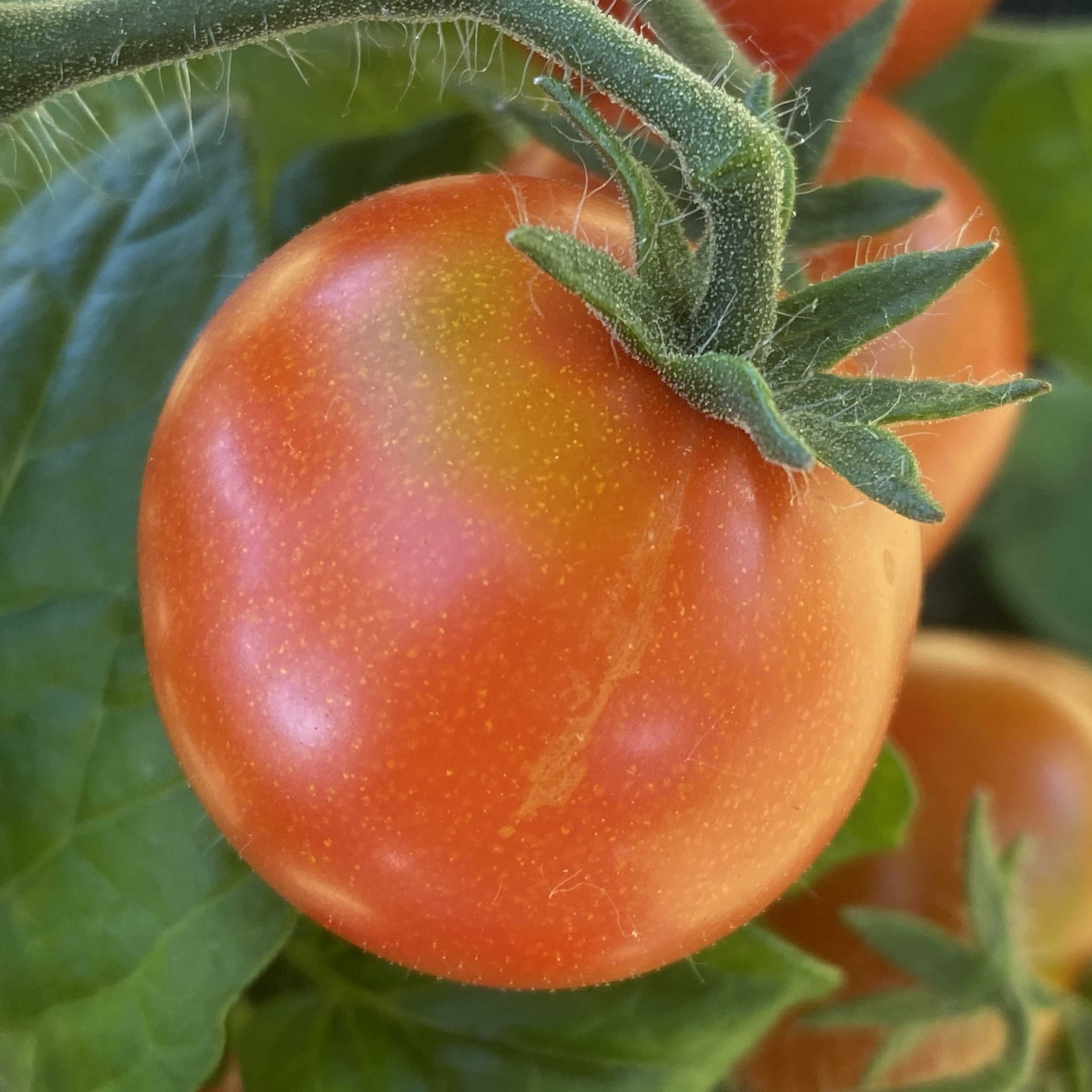Tomatensaatgut Balconi Red