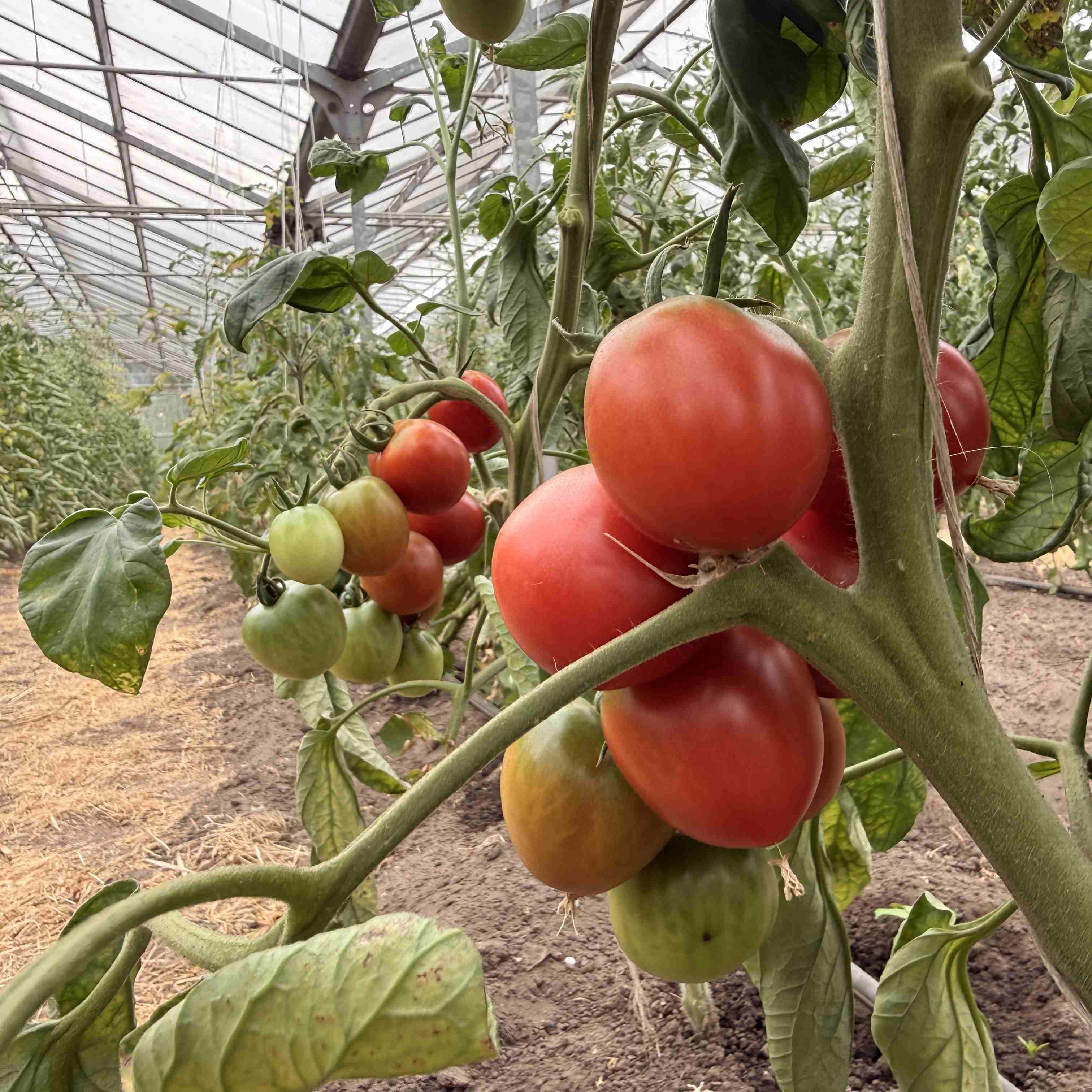 Tomatensaatgut Rosa Roma