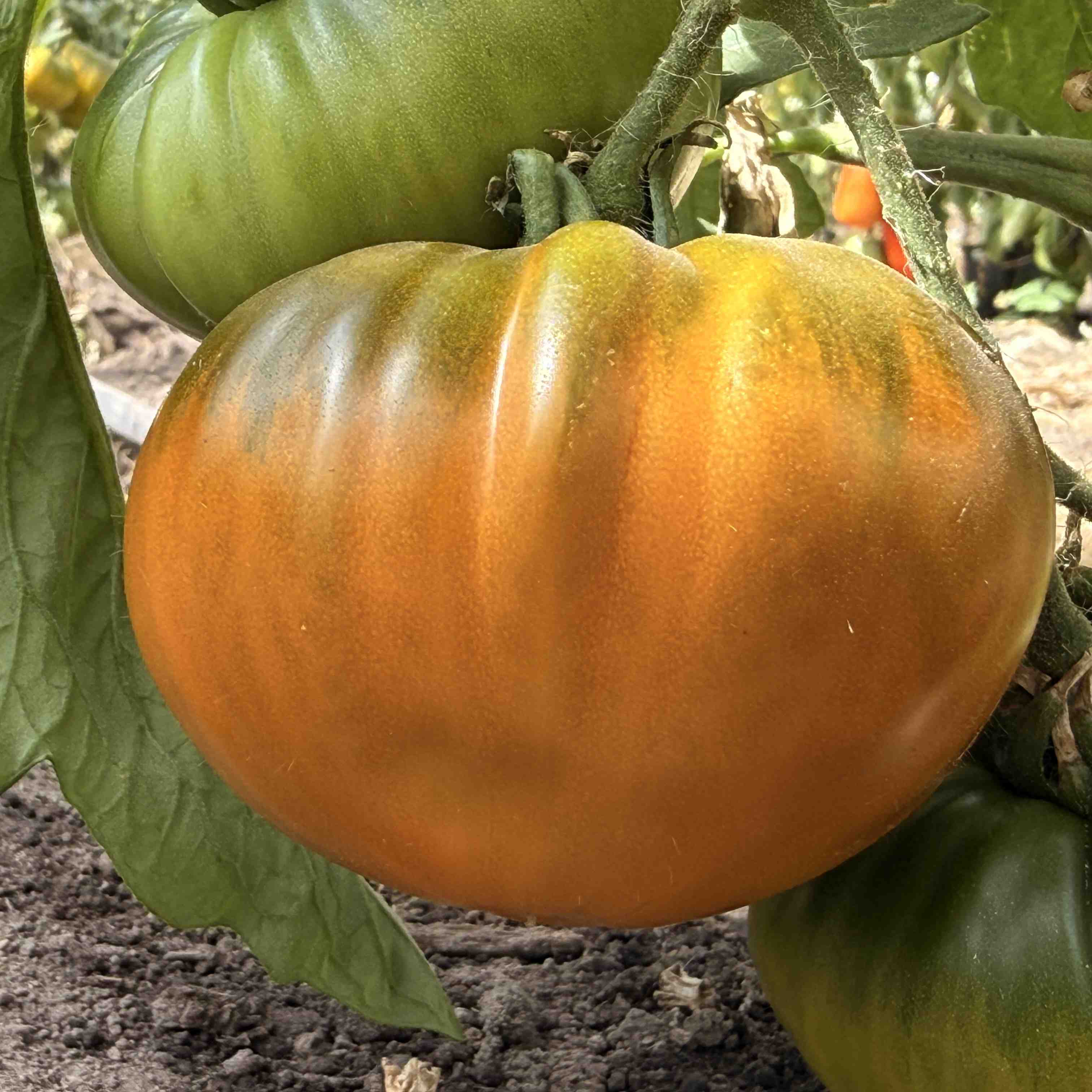 Tomatensaatgut Bo Mango