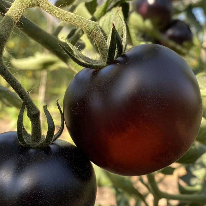 rote Tomate mit schwarzer, nebliger Faerbung2