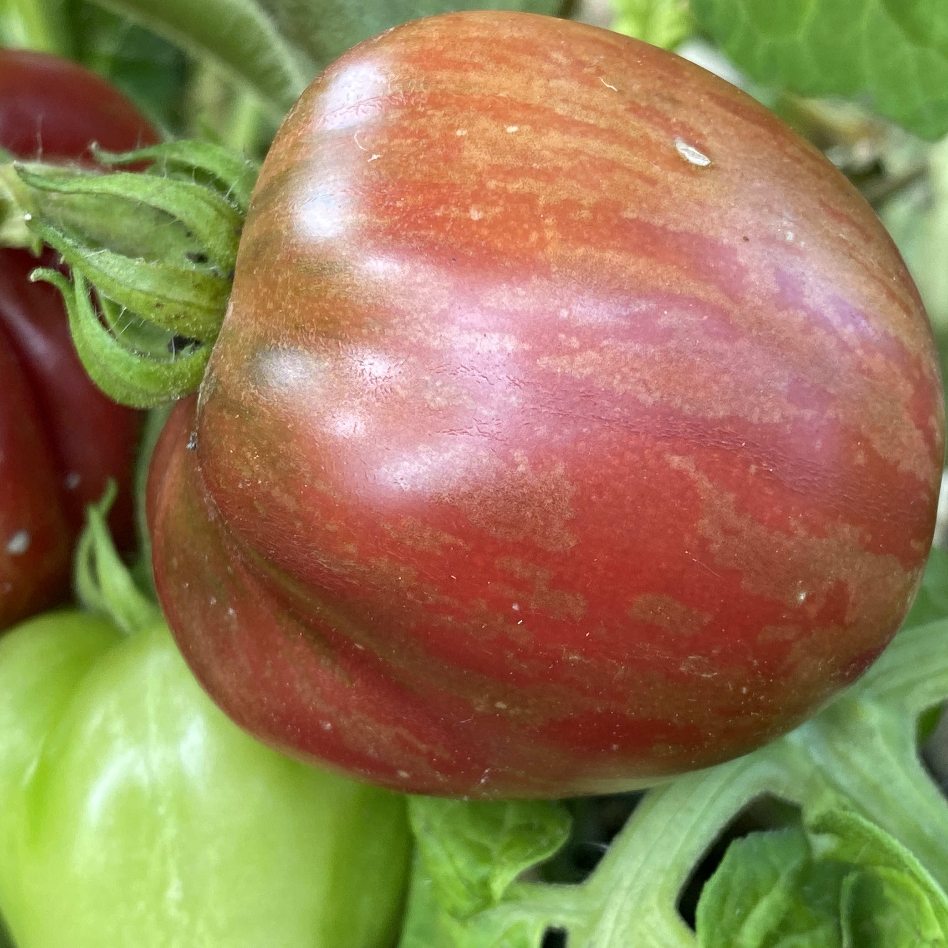 Tomatensaatgut Orion's Belt
