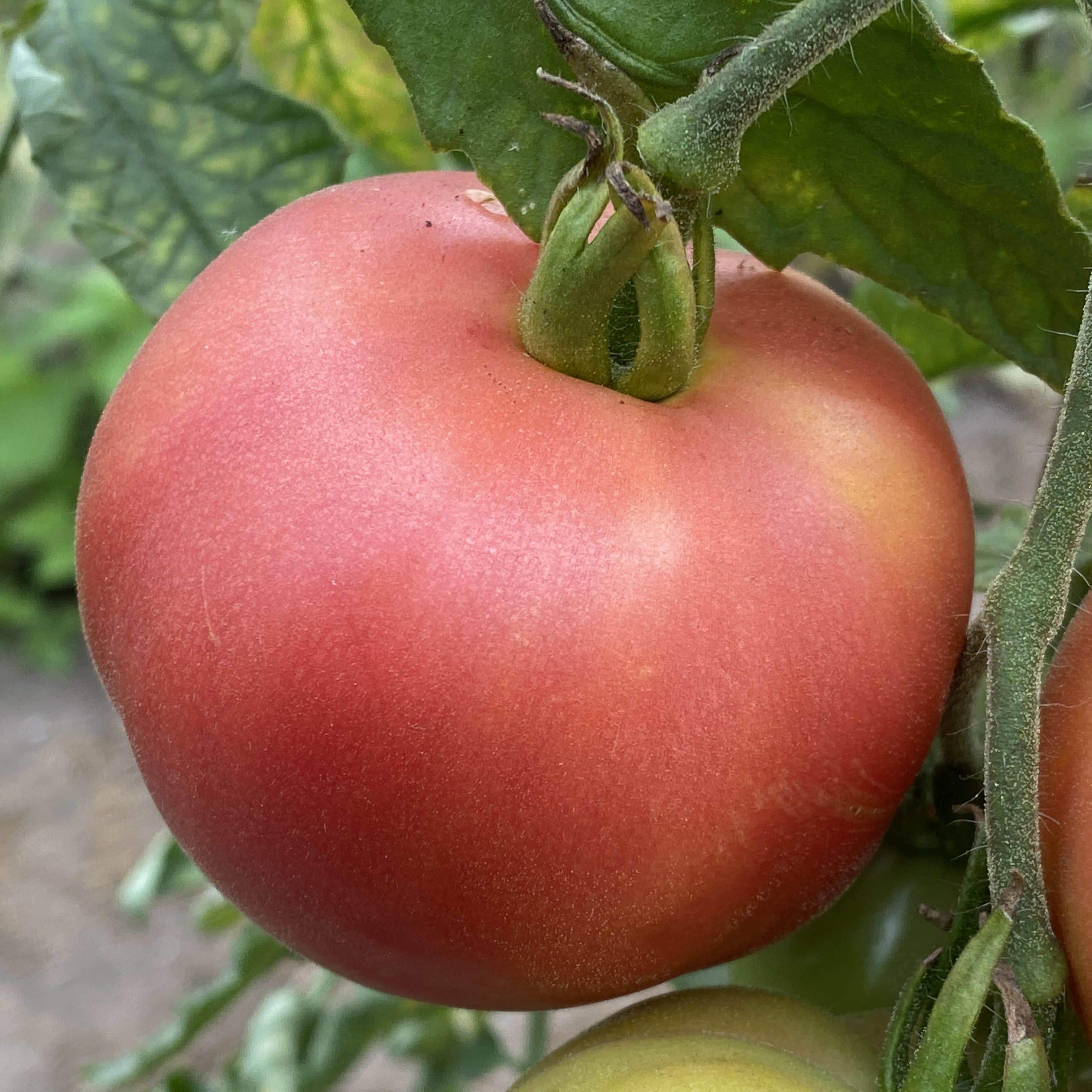 Tomatensaatgut Pfirsichtomate