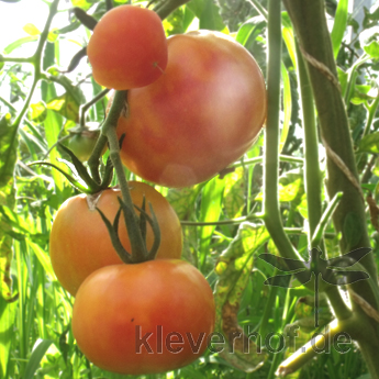 Rot und Orange Paradeiser