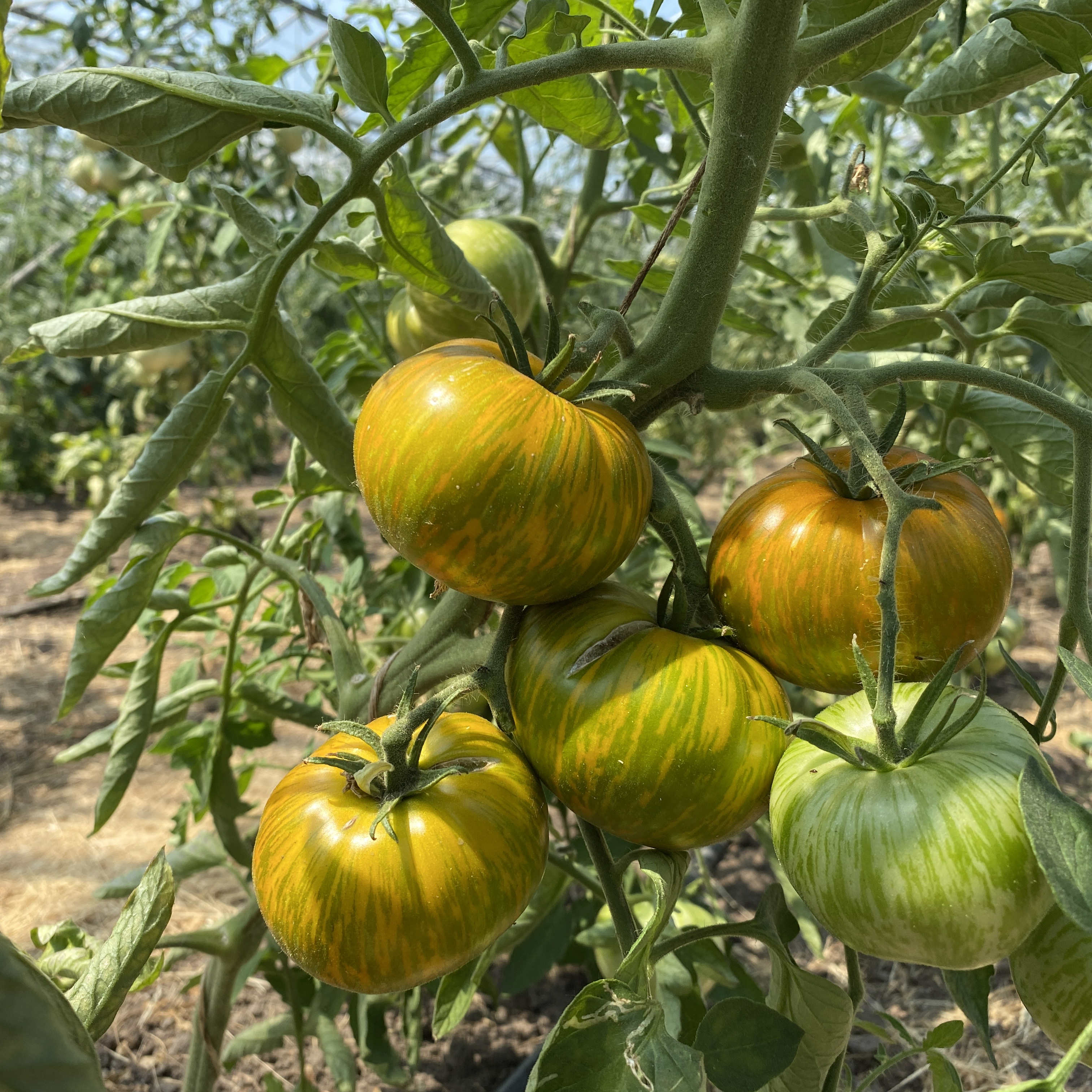 Tomatensaatgut Green Berkeley Tie Dye