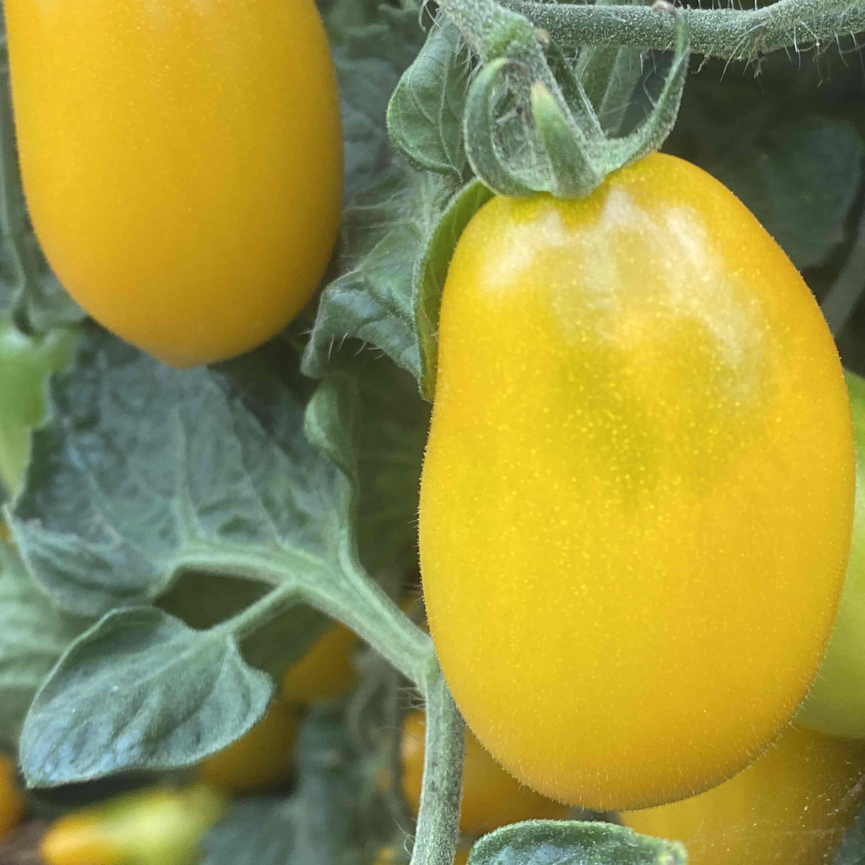 Tomatensaatgut Ampelmon