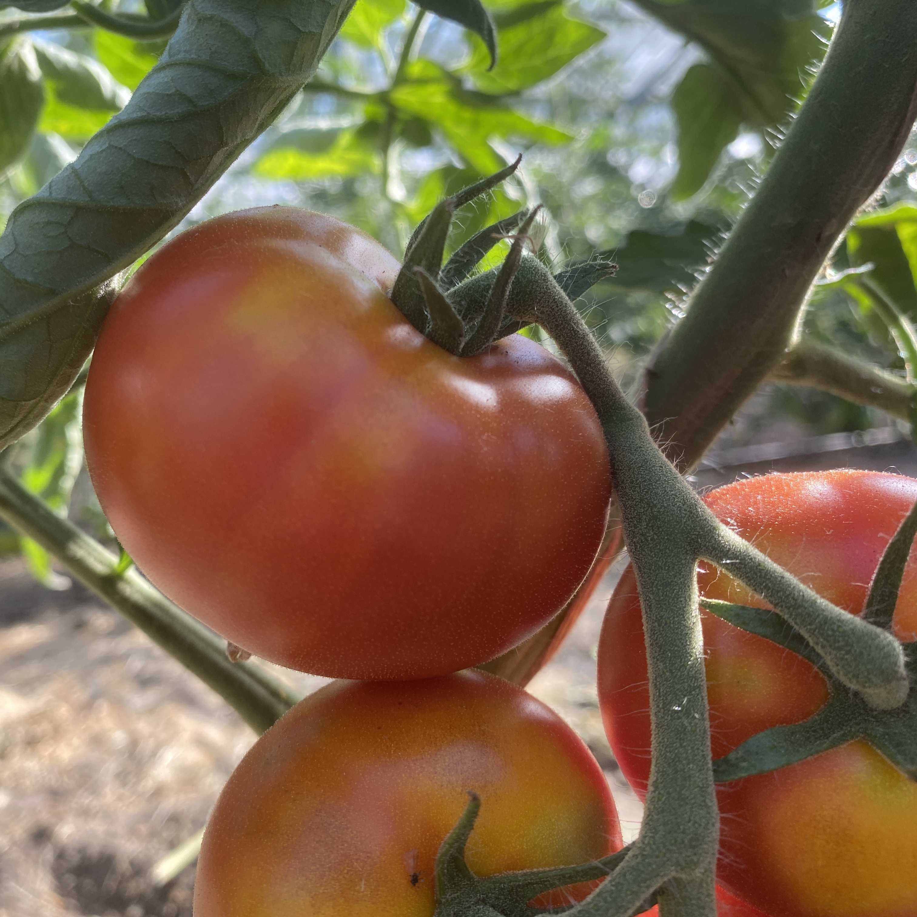 Tomatensaatgut Razzleberry