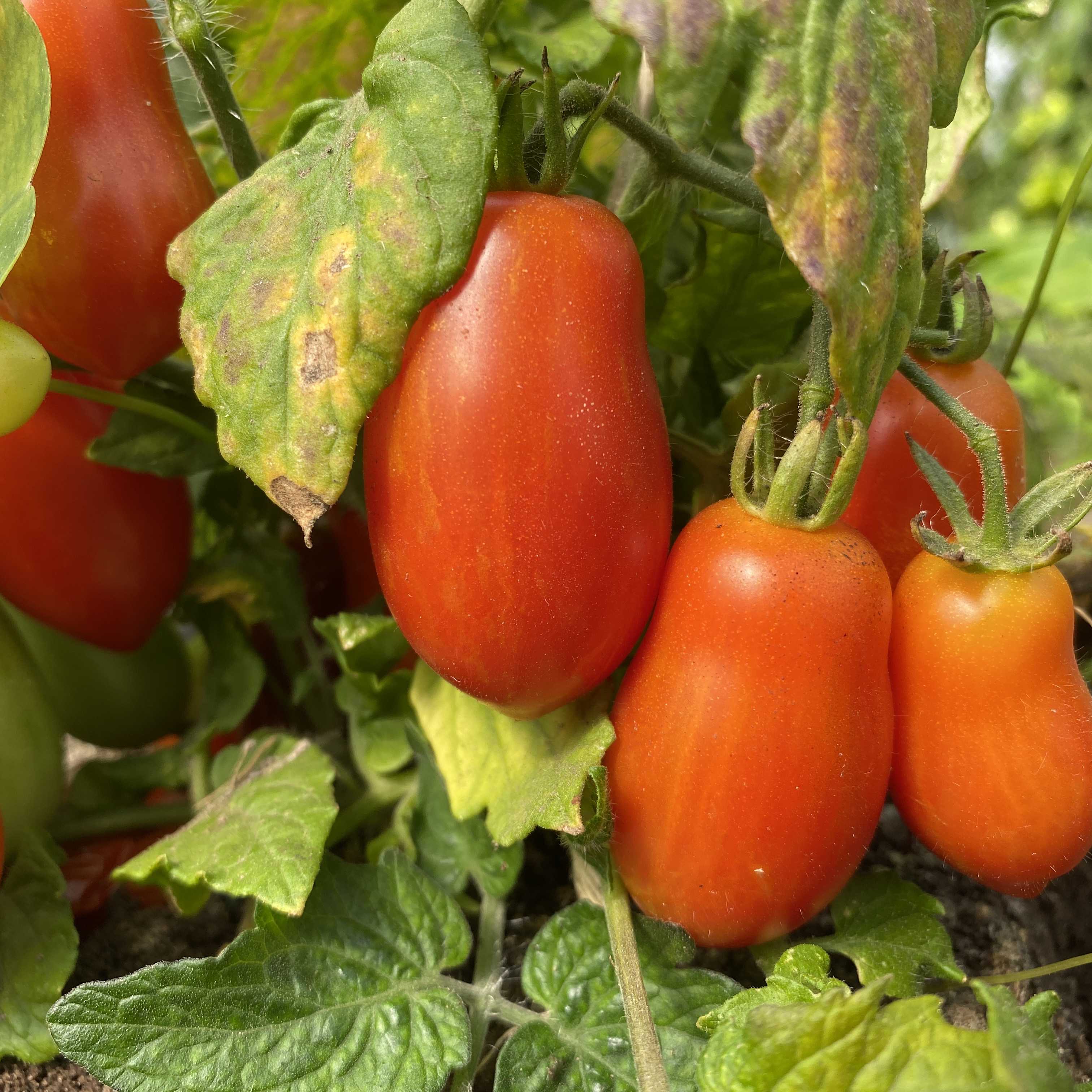 Tomatensaatgut Hardin's Miniature