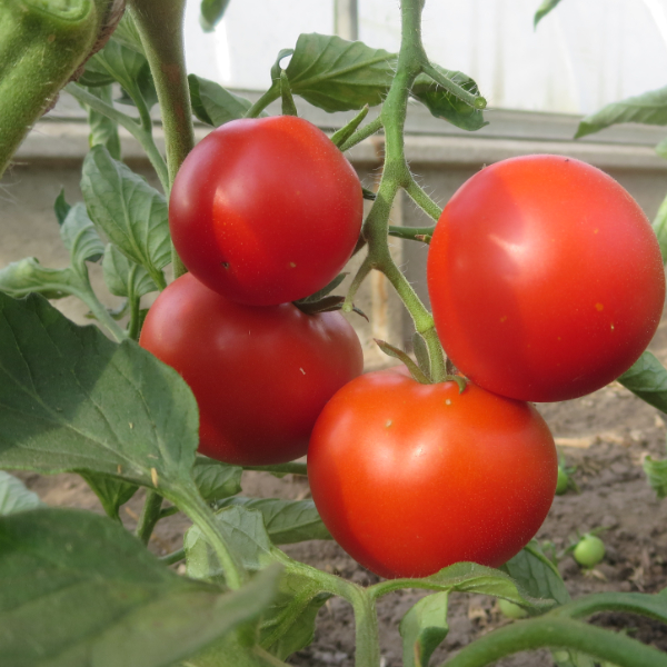 Prall Rote Tomatenfrucht