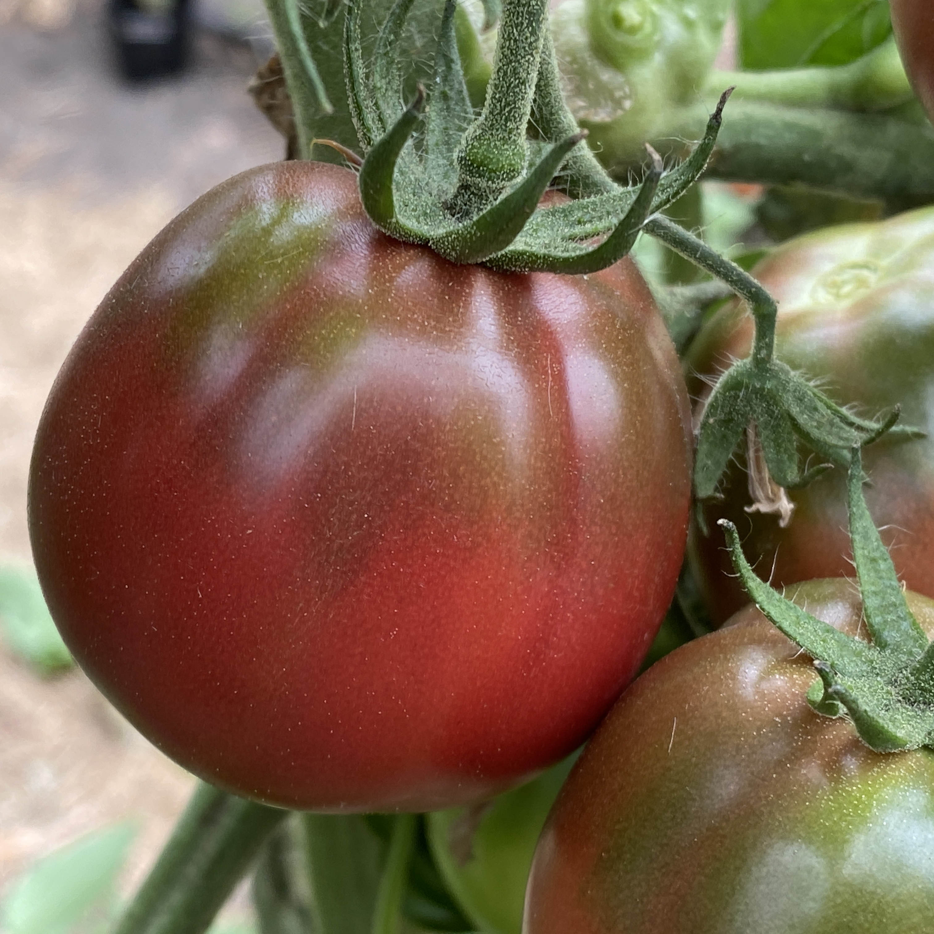 Tomatensaatgut Boars Hoof