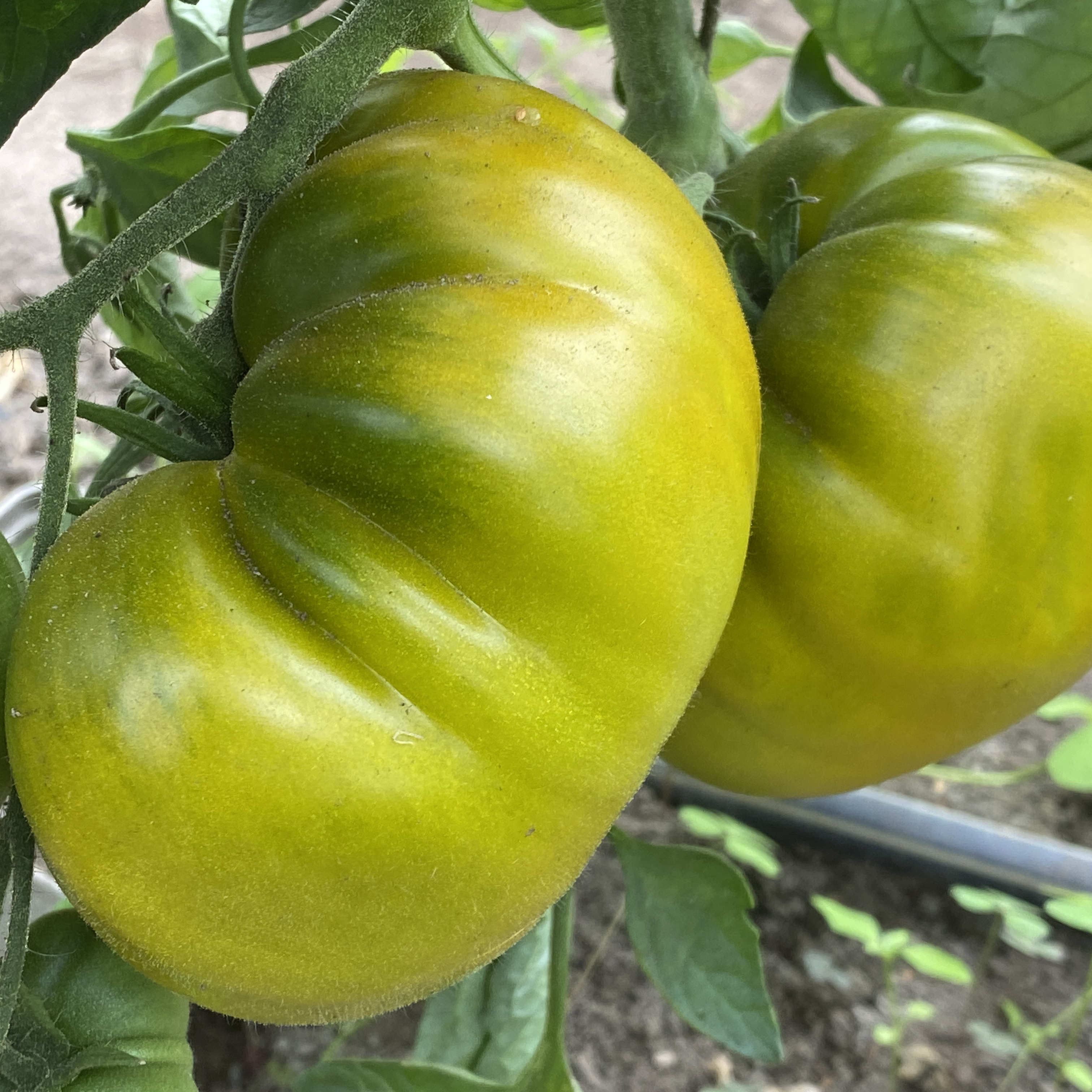 Tomatensaatgut Abraham Green