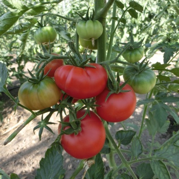 Rote Tomatenfrucht