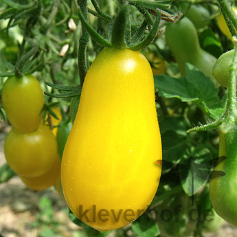 Gelbe Geschmackvolle Tomate in Birnenform