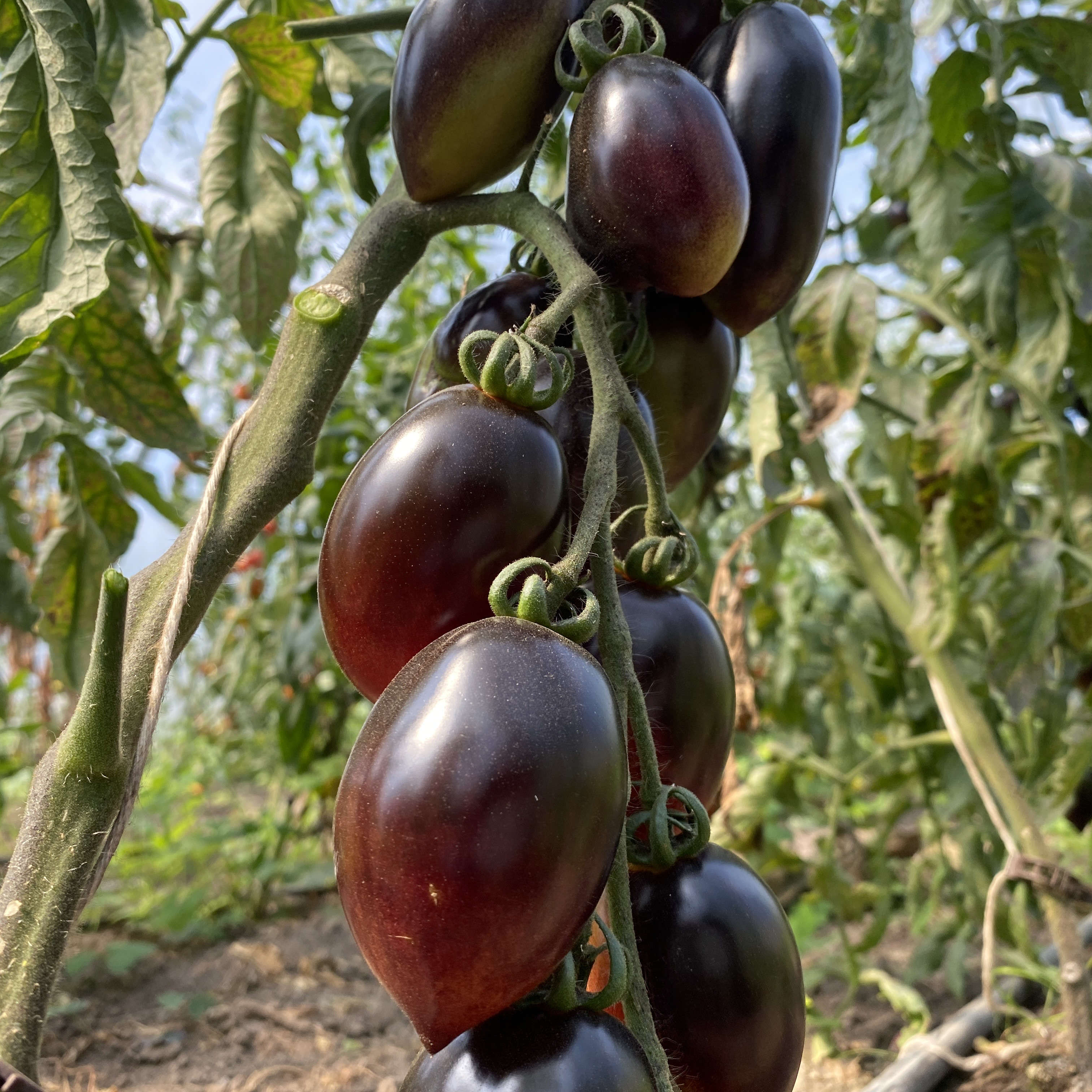 Tomatensaatgut Blue Marzano