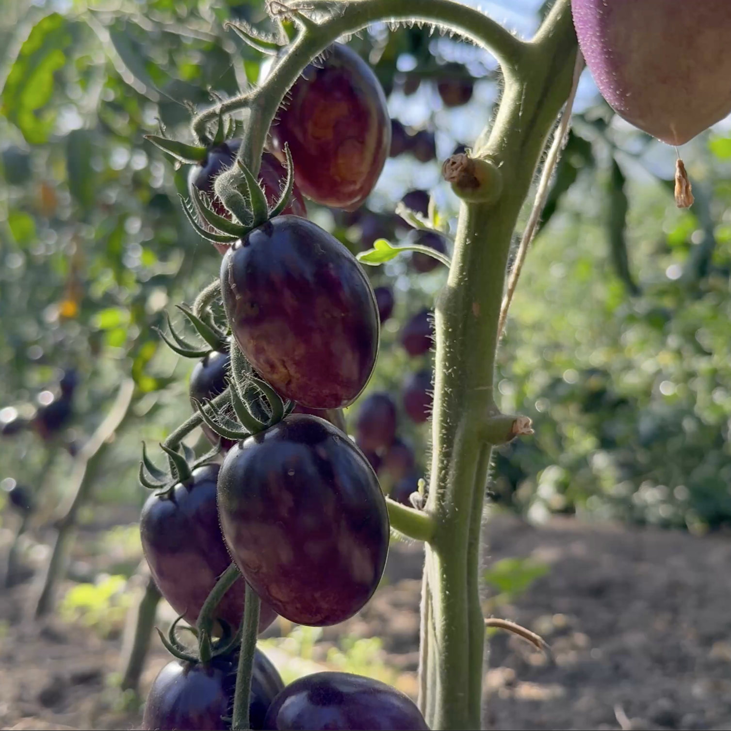 Tomatensaatgut Märchenmagie