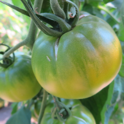 Gelbe und Grüne Tomatensorte mit Geschmack