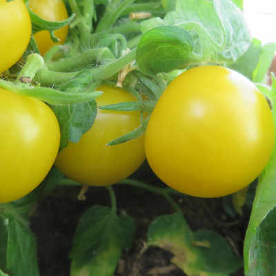 Gelbe Tomatenfrucht an einer Rispe