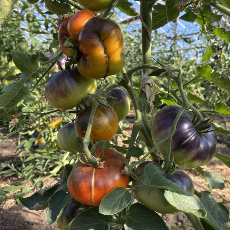 Schöne Orange Tomatenrarität mit blauem Kopf