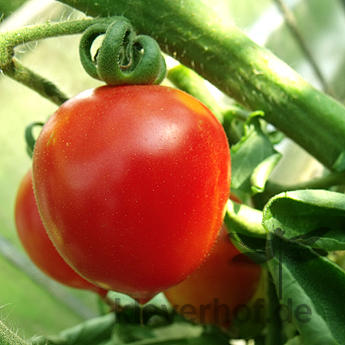 Rote Paradeiser