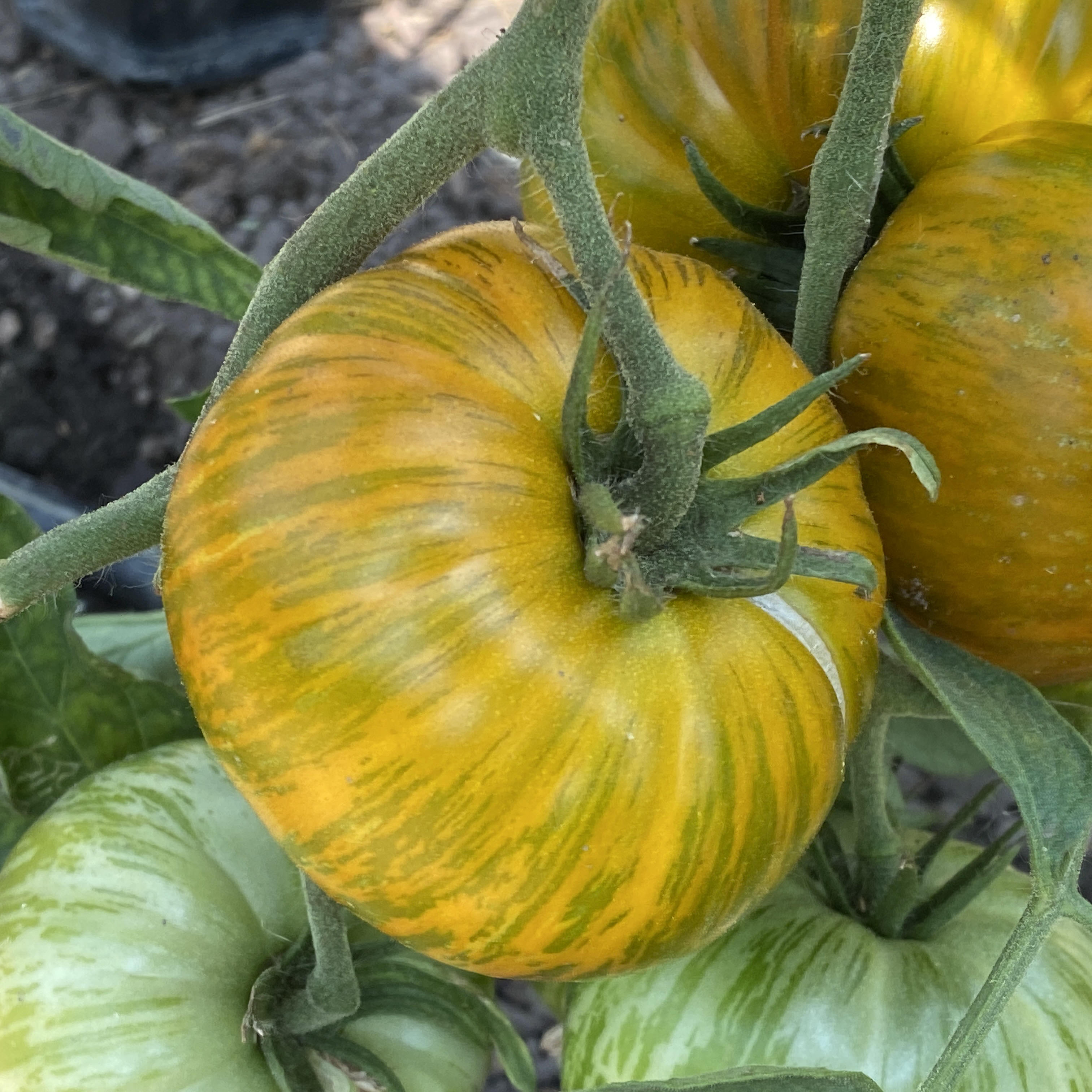 Tomatensaatgut Green Berkeley Tie Dye