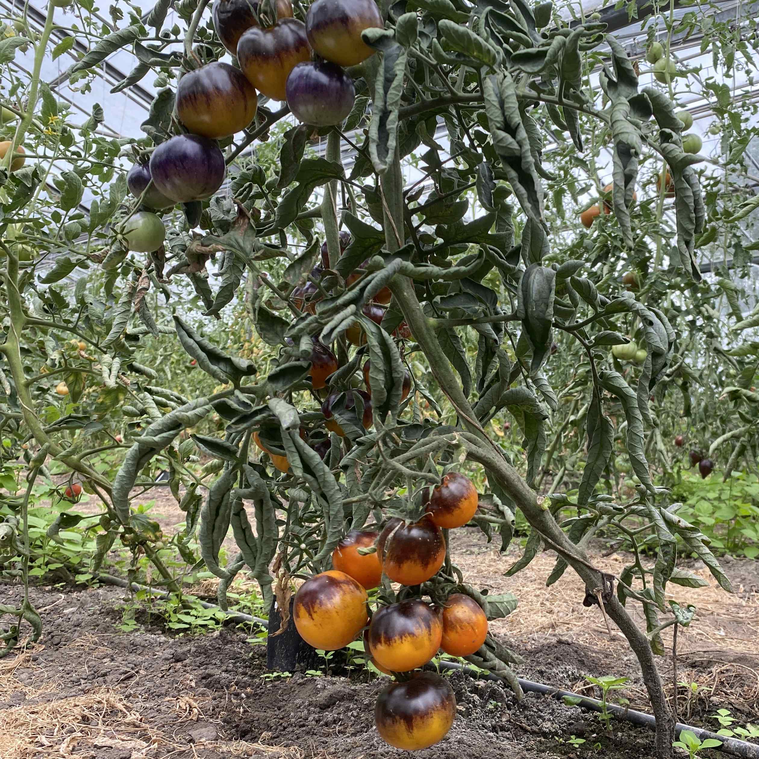 Tomatensaatgut Elberta Leeway