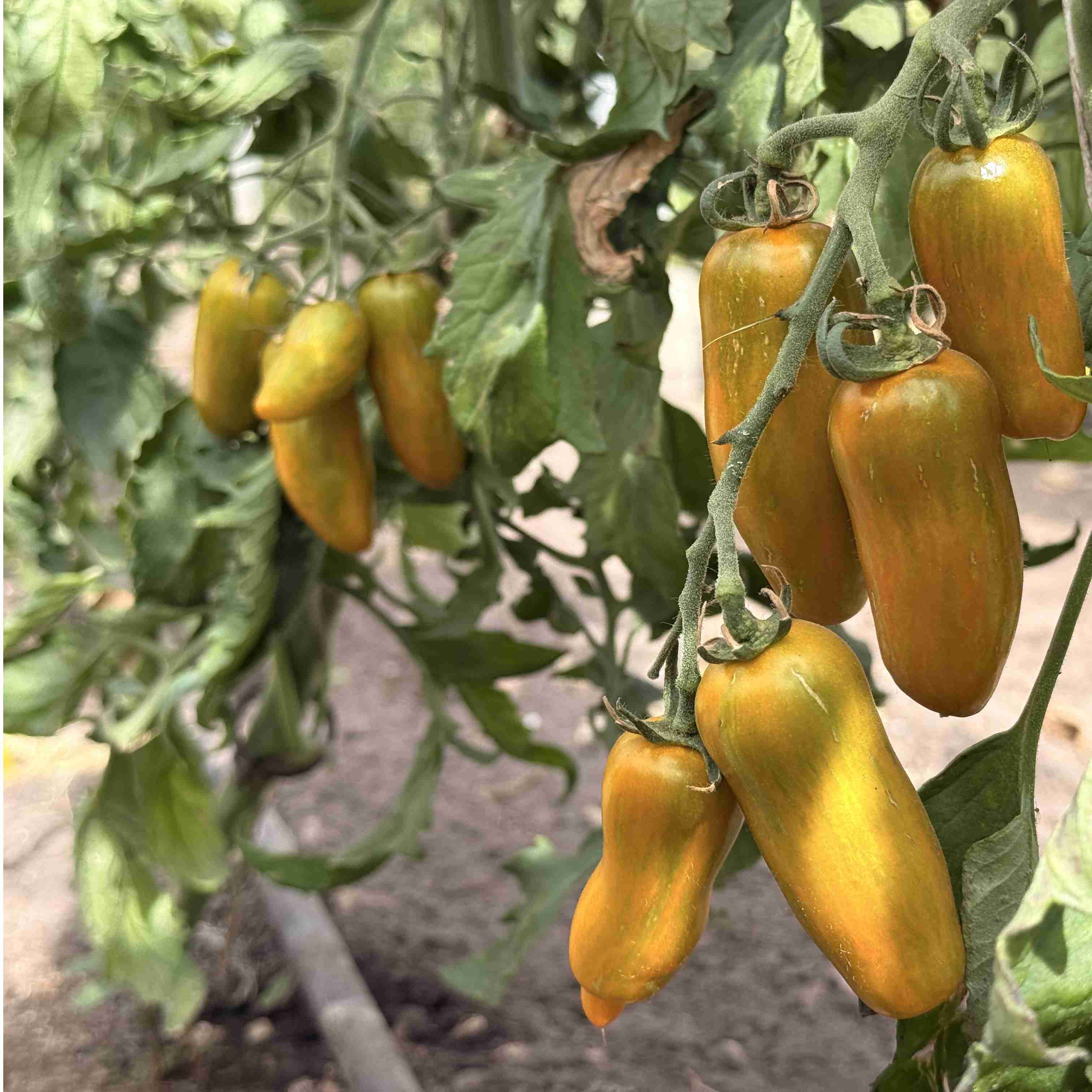Tomatensaatgut Casady's Sunrise