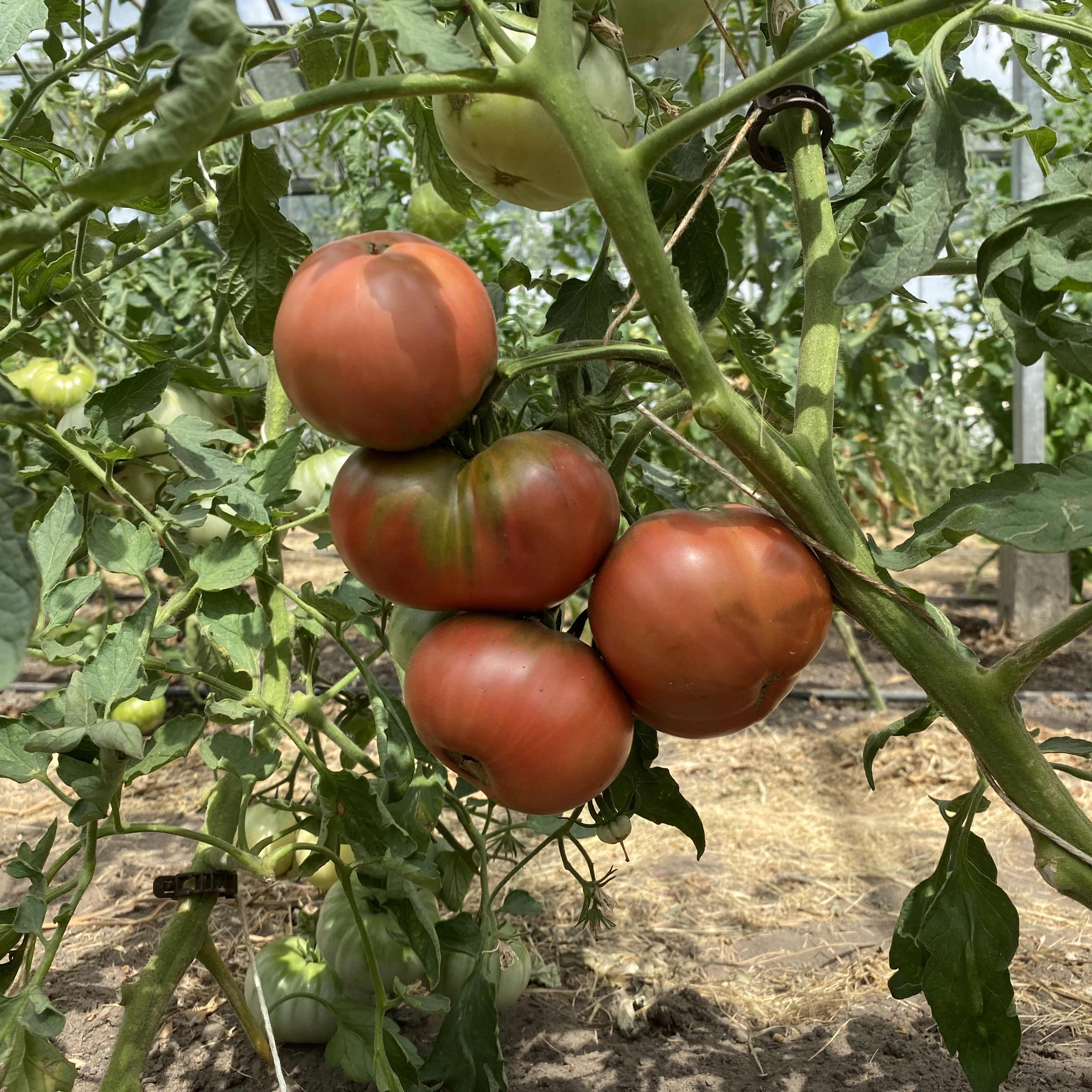 Tomatensaatgut Aunt Ginny's Purple