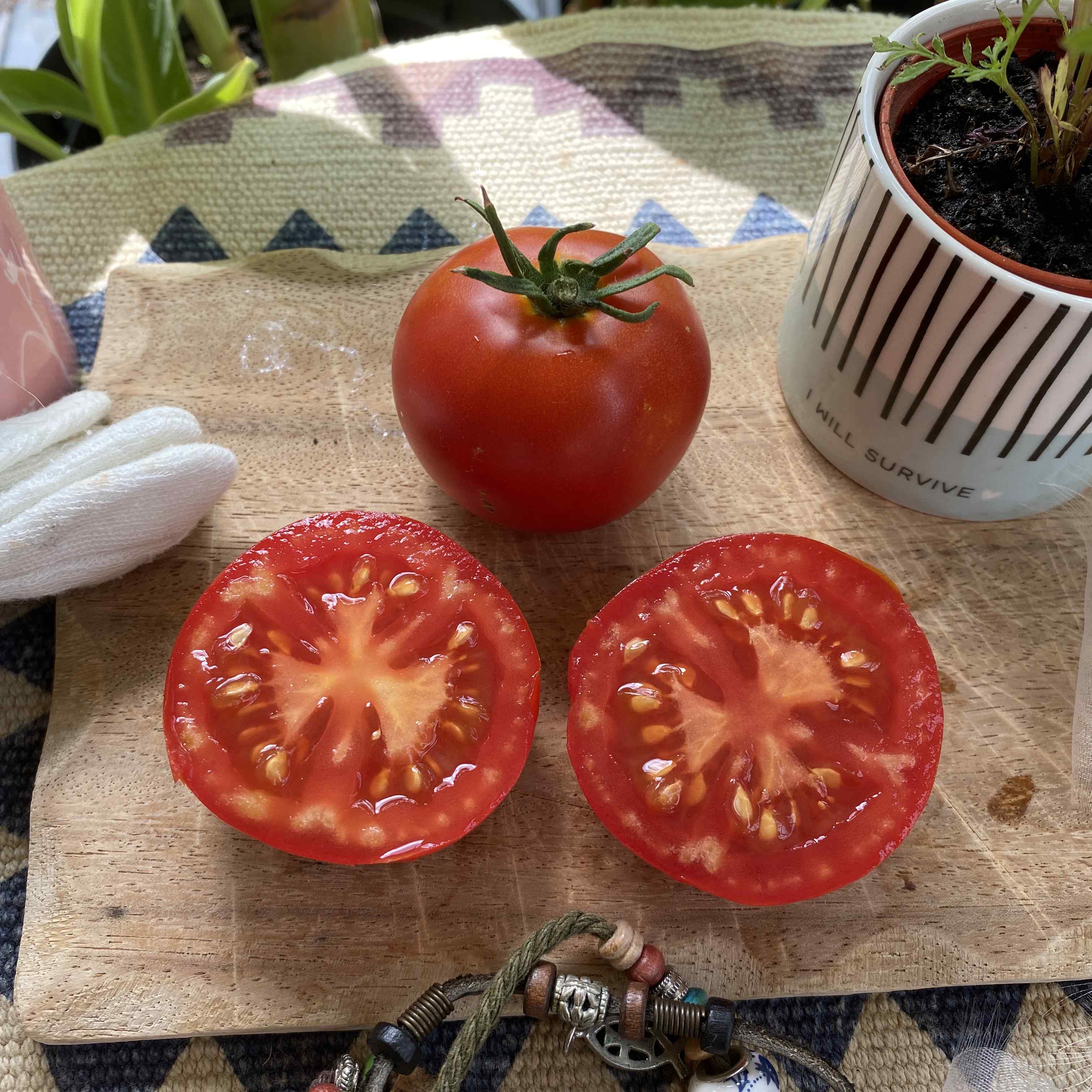 Tomatensaatgut Hellfrucht