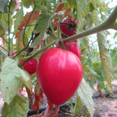 Pinke Tomatenpflanze in Herzform