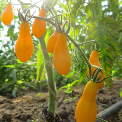 Gelbe Birnen Cherry Bio Tomaten