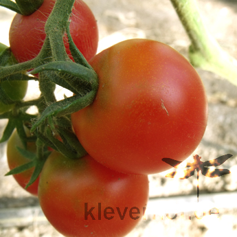 Schöne Rote Bio Tomate