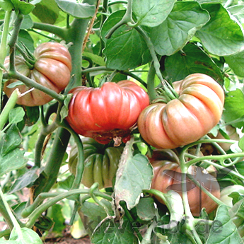 ~ PURPLE CALABASH ~ alte lila braune Tomate flachrund gerippt ertragreich robust 