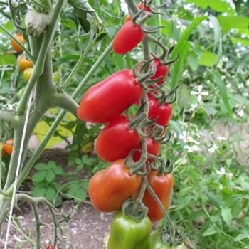 Rote längliche Cherry Tomatenpflanze