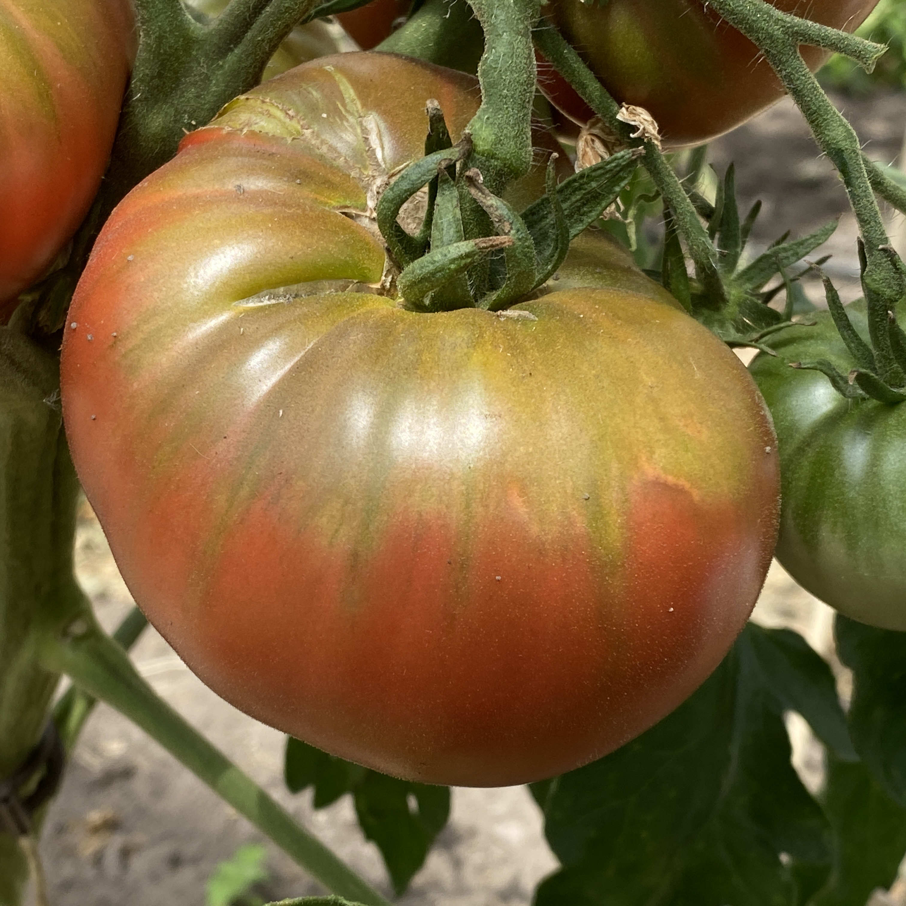 Tomatensaatgut Aunt Ginny's Purple