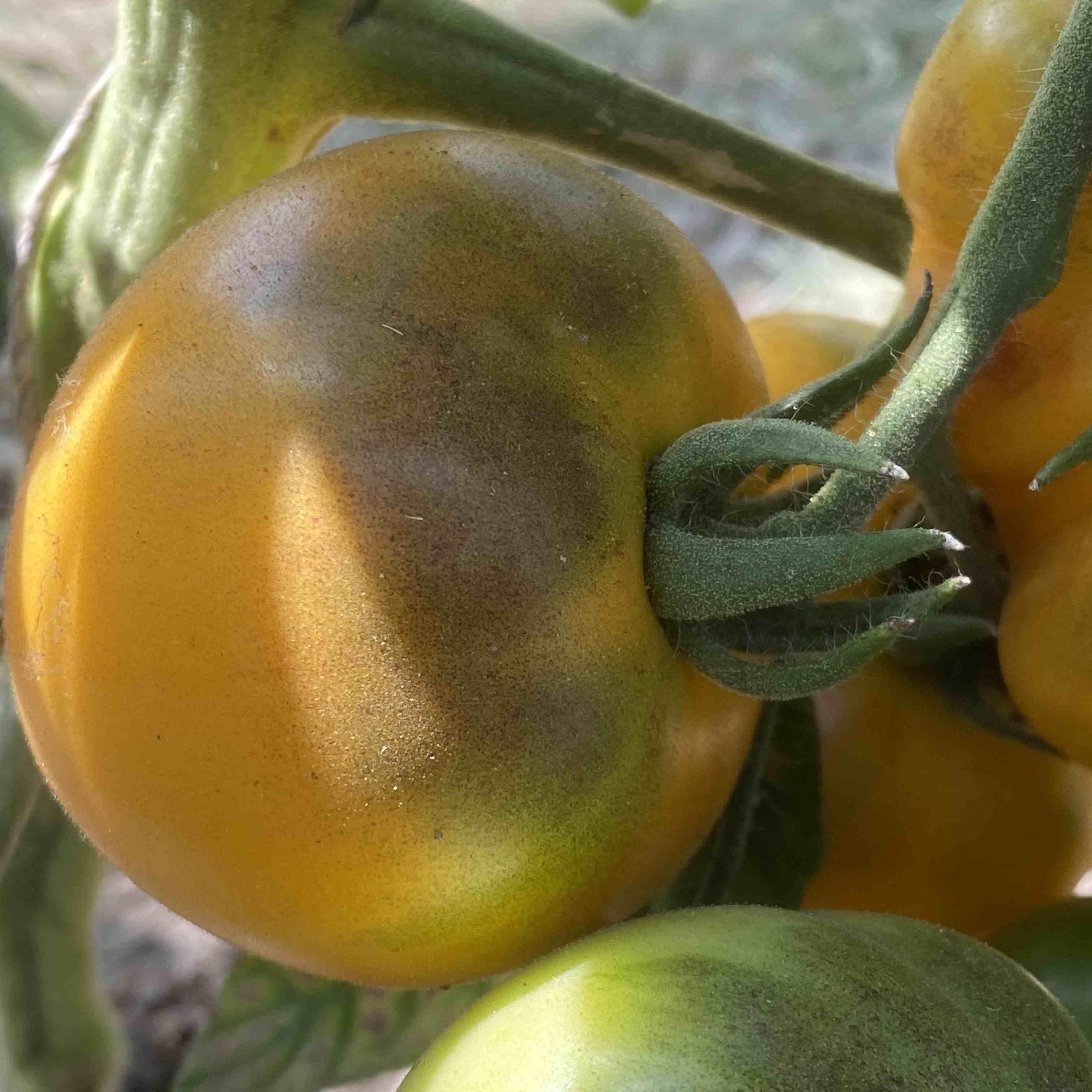 Tomatensaatgut Orange Fleshed Purple Smudge