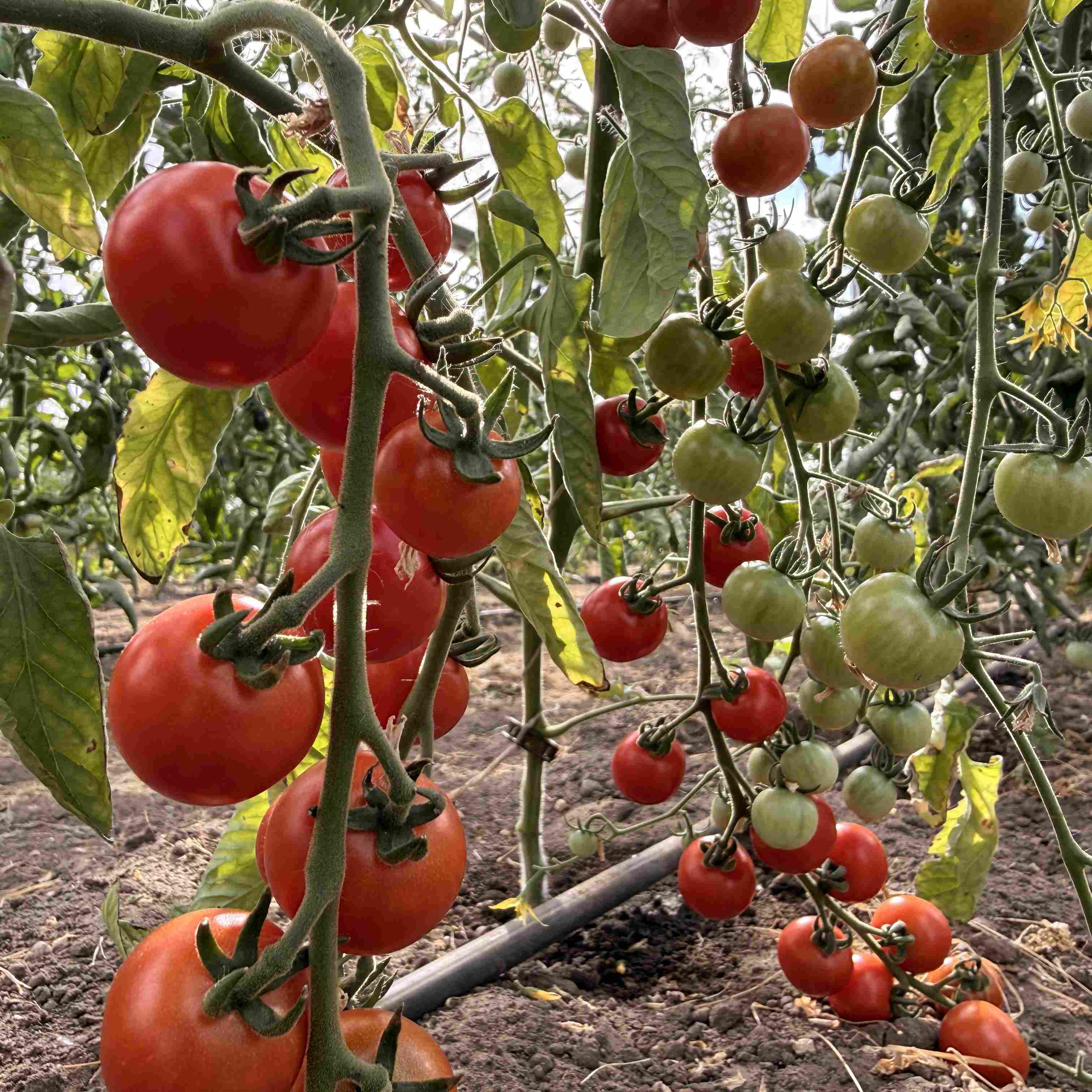 Tomatensaatgut Bolivian Obst Rot