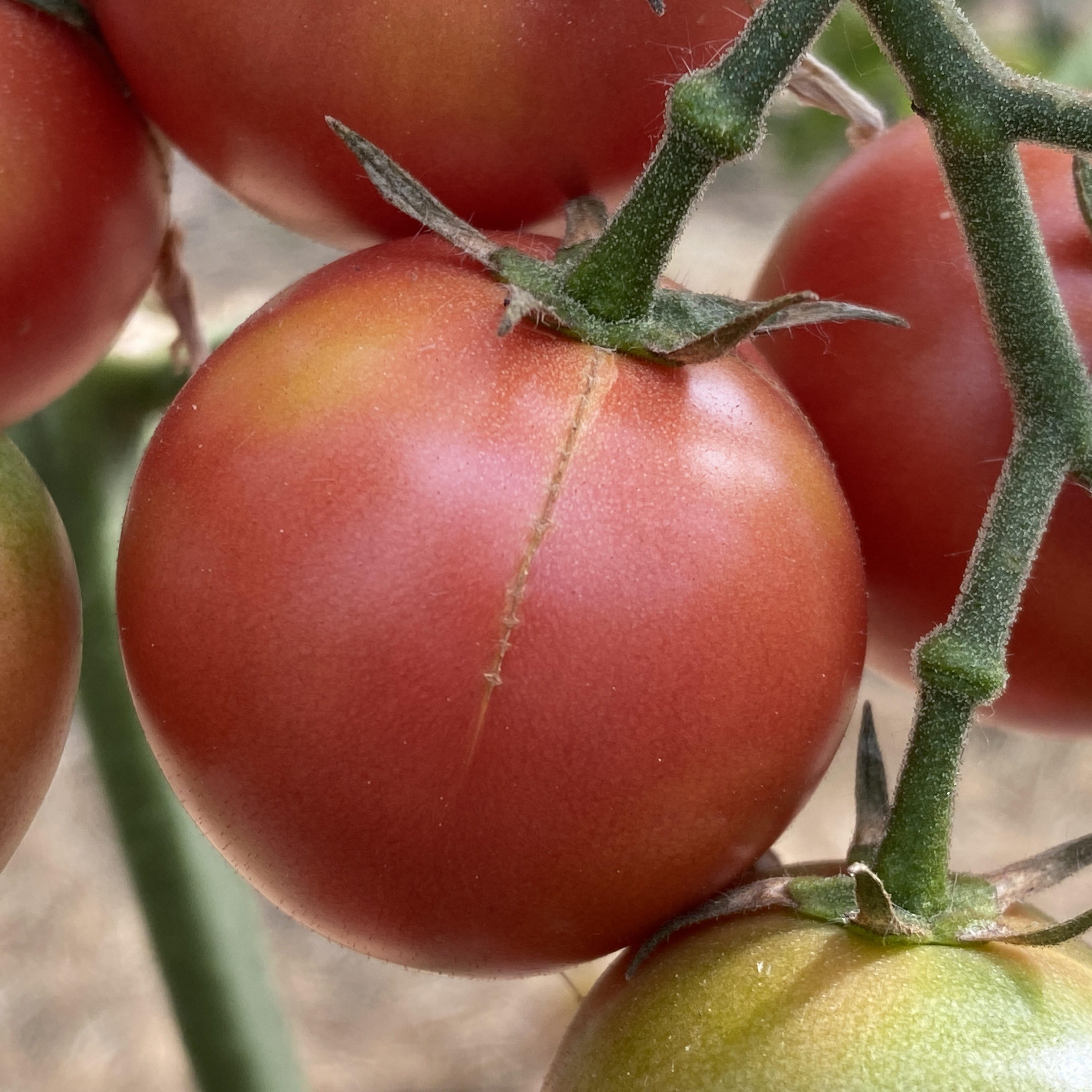 Tomatensaatgut Brandywine Cherry