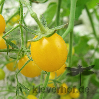 Tomatensaatgut Argentinische Wildtomate