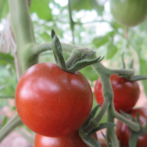 Rote Cherry Tomatenfrucht mit Geschmack 