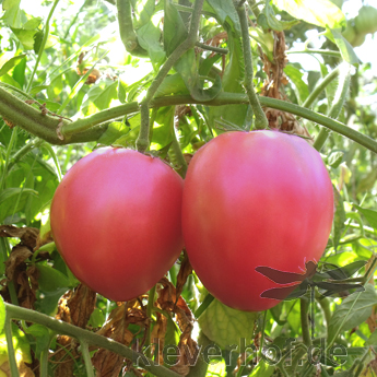 Pink und Rote Tomatensorte in Herzform