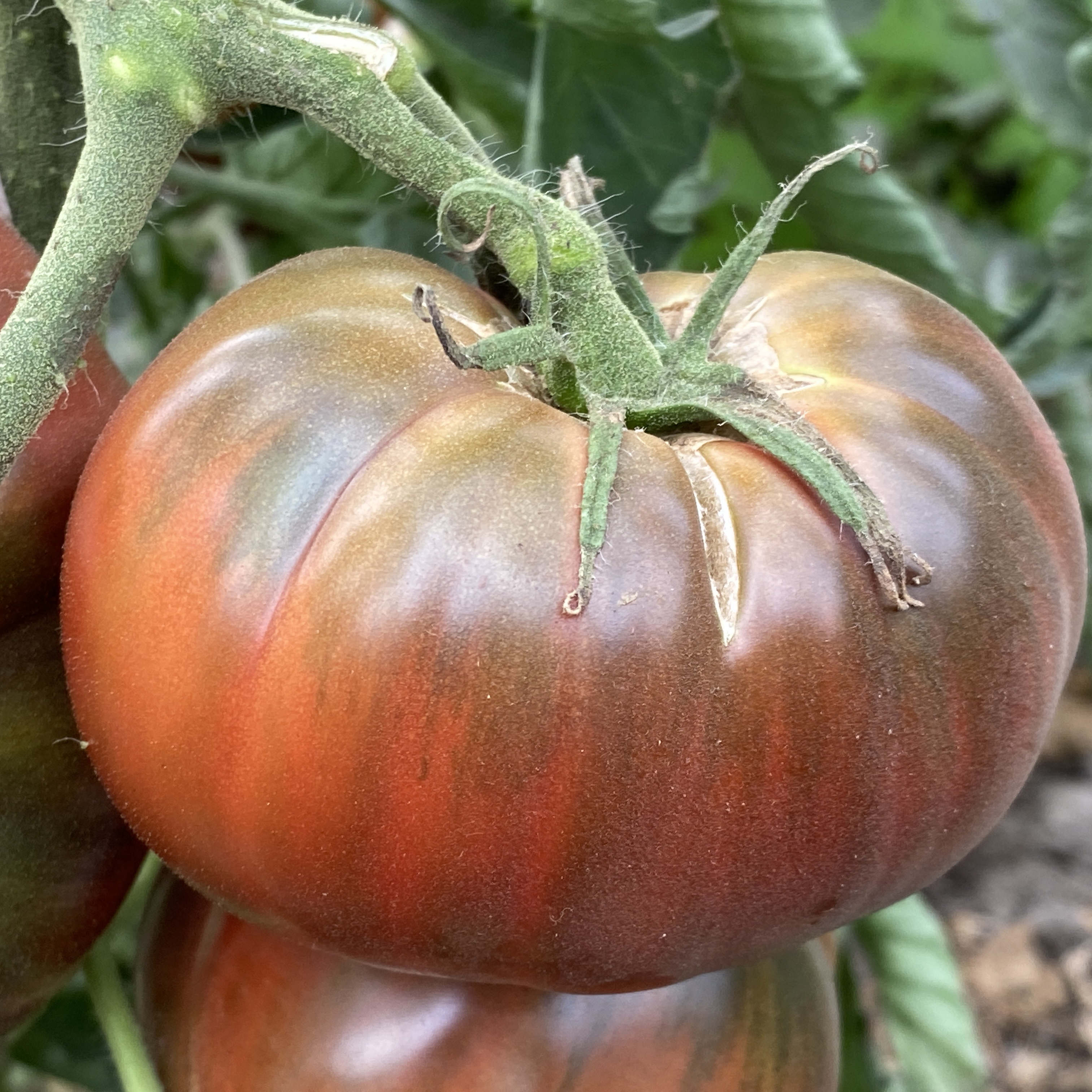 Tomatensaatgut Not Purple Strawberry