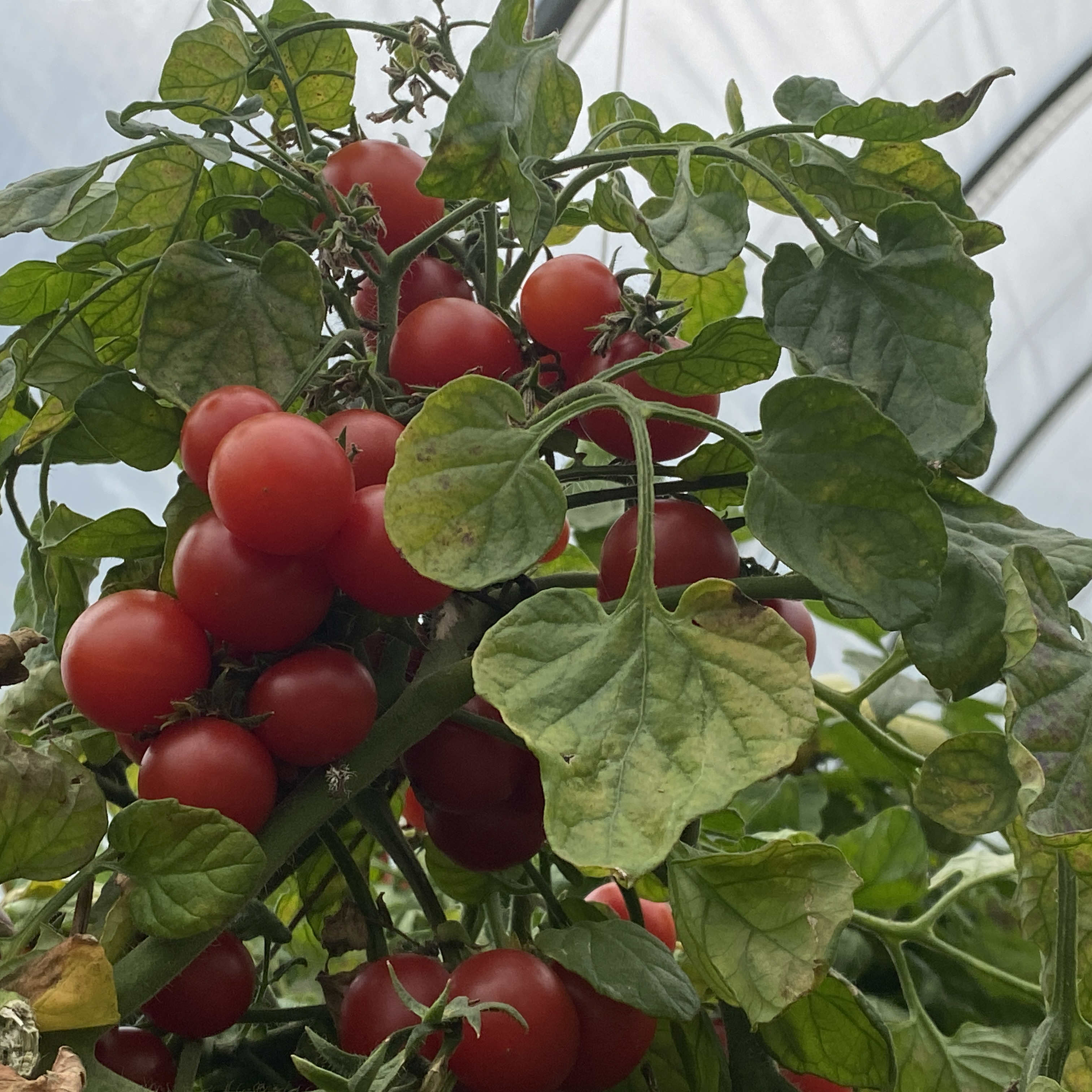 Tomatensaatgut Sweet Berry